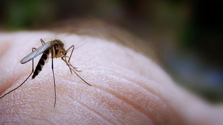 Ήπειρος: Εντατικοποιείται η επιτήρηση για τον ιό του Δυτικού Νείλου
