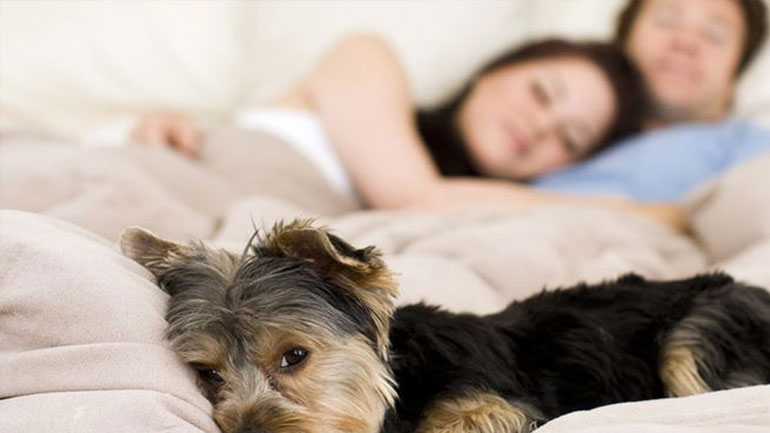 Μήπως να αρχίσεις να κοιμάσαι με το σκυλί σου;