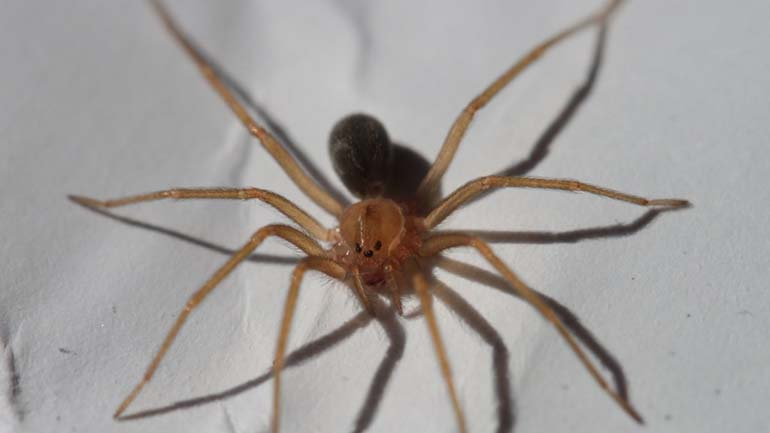 Μανωλάδα: Συναγερμός από τσιμπήματα “μαύρης χήρας”