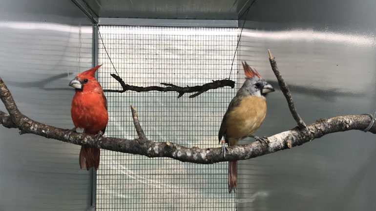 Σπάνια και εξωτικά πτηνά γεννιούνται και μεγαλώνουν στην Αττική