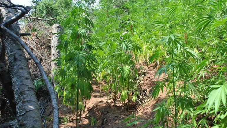 Λακωνία: Συνελήφθη χασισοκαλλιεργητής