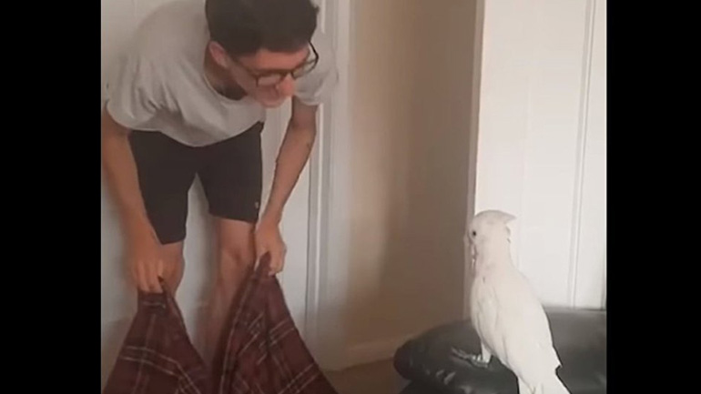 Παπαγάλος τρελαίνεται όταν ο ιδιοκτήτης του «εξαφανίζεται»