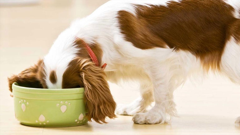 Τι πρέπει να ξέρεις για την τροφή του σκύλου σου
