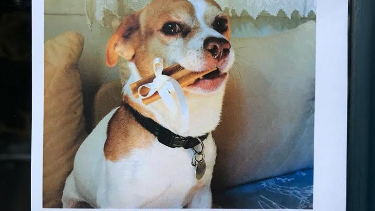 Μπορείτε να βοηθήσετε για να βρεθεί το σκυλάκι;