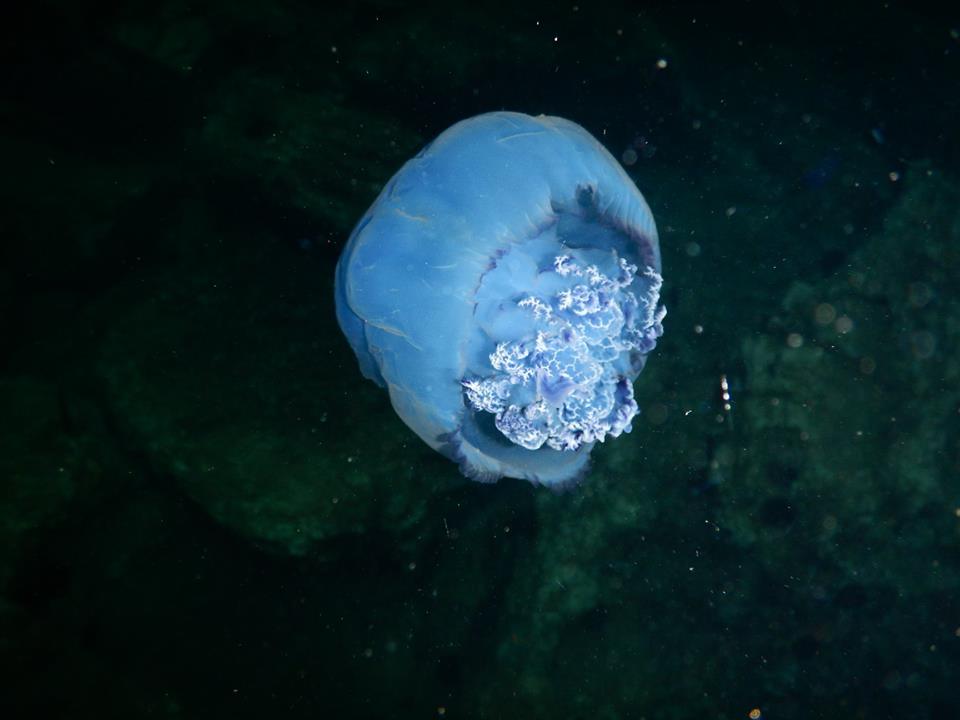 Rhizostoma pulmo, 4 Ιουλίου, περιοχή Βλαχόρεμα, Νότιο-ανατολικό Πήλιο 