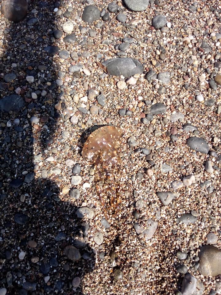 Φωτογραφία από Αλεποχώρι Μεγάρων ( 6 Ιουλίου) 