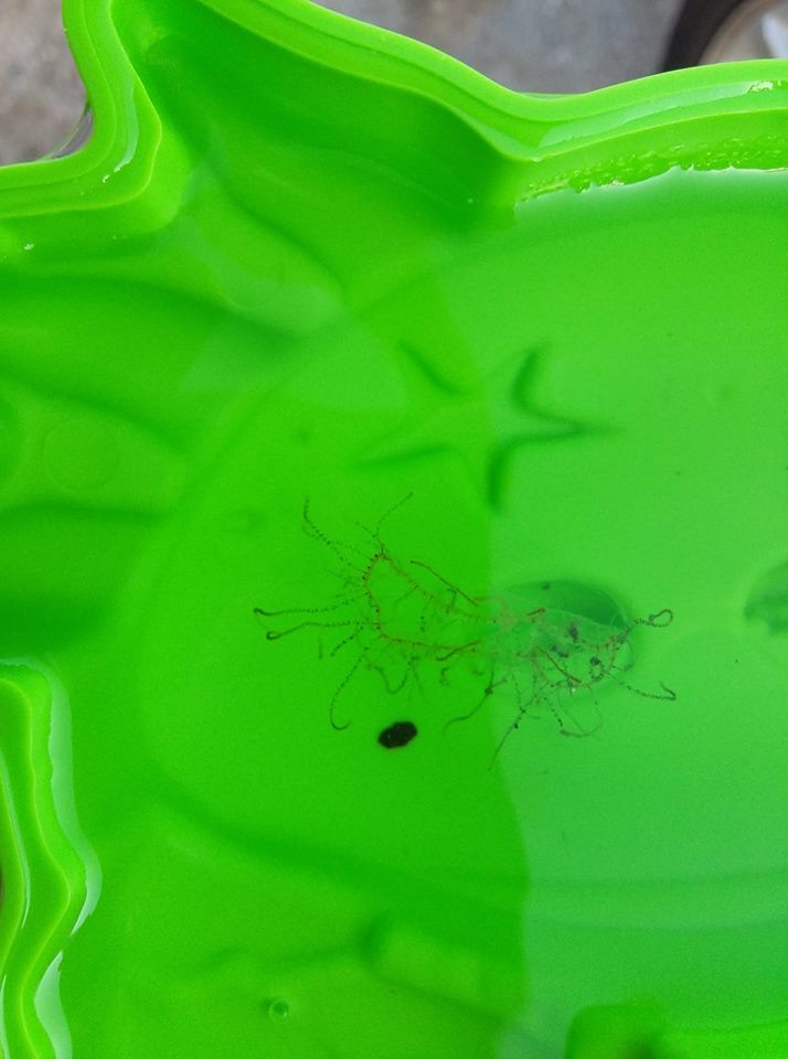 Ανάβυσσος (7 Ιουλίου)