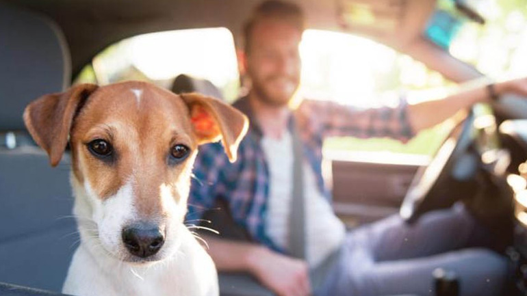 Συμβουλές για ασφαλή μετακίνηση του σκύλου σου με το αυτοκίνητο