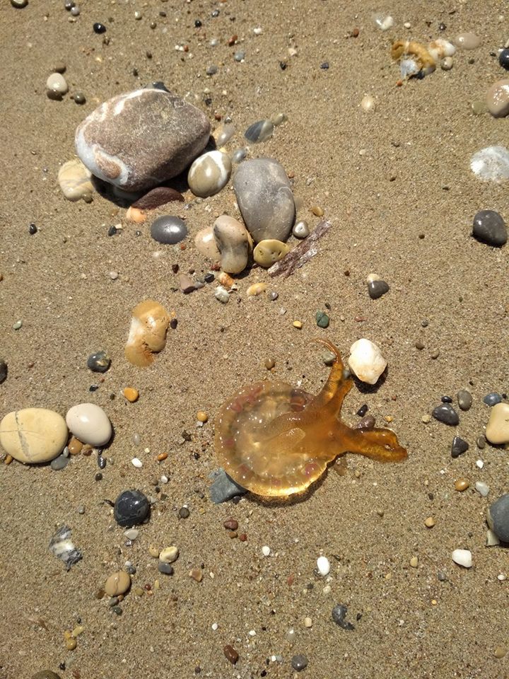 Δημηνιό Κορινθίας, σημερινή φωτογραφία από το Παρατηρητήριο Βιοποικιλότητας