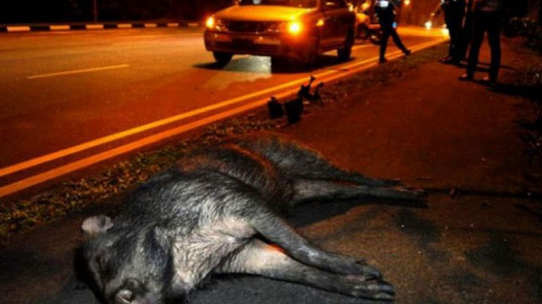 Φθιώτιδα: Αυτοκίνητο τράκαρε με αγριογούρουνο