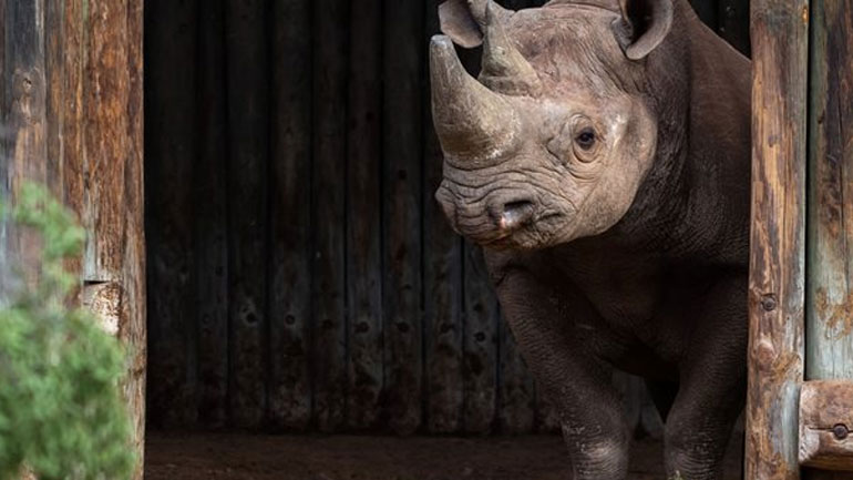 Κένυα: Οκτώ μαύροι ρινόκεροι πέθαναν κατά τη μεταφορά τους σε καταφύγιο άγριας ζωής