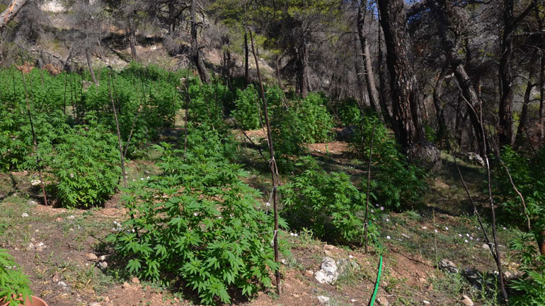 Μεγάλη φυτεία δενδρυλλίων κάνναβης εντοπίστηκε στη Στεφάνη Βοιωτίας