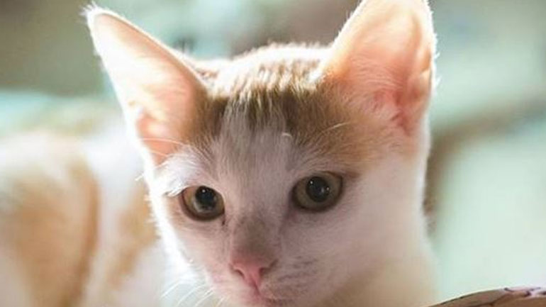 Οι γάτες είναι κυρίως «δεξιόχειρες» και οι γάτοι «αριστερόχειρες»!