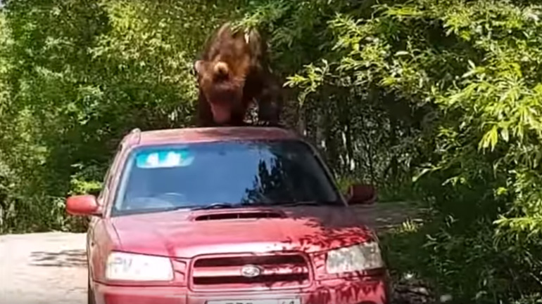 Πεινασμένη αρκούδα επιχειρεί να μπει σε αυτοκίνητο