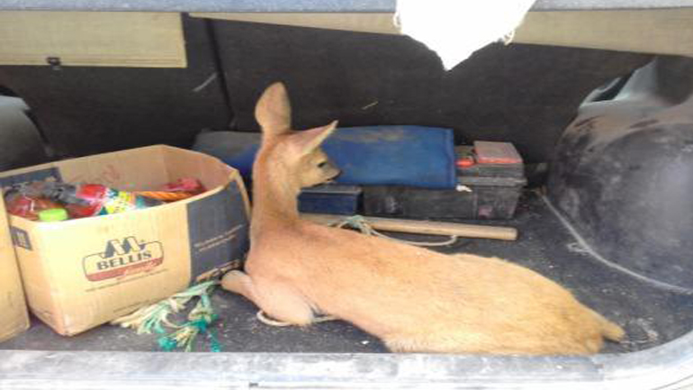 Φλώρινα: Ελεύθερο στη φύση το ζαρκάδι που εντοπίστηκε πριν από τέσσερις ημέρες στo Αμύνταιο