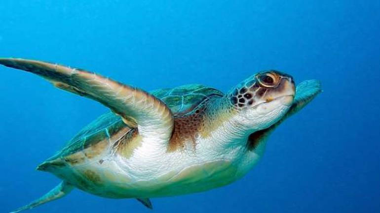Μέτρα προστασίας της caretta caretta ζητούν 53 βουλευτές του ΣΥΡΙΖΑ