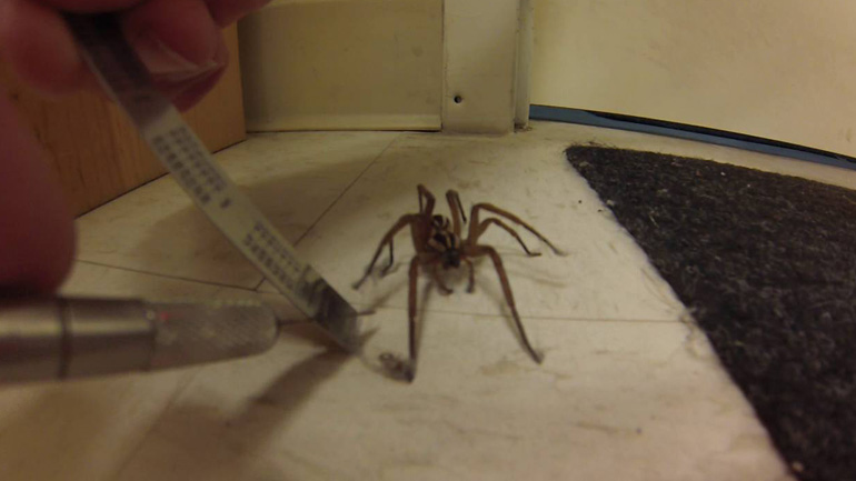 Αράχνη δέχεται βοήθεια από άνθρωπο