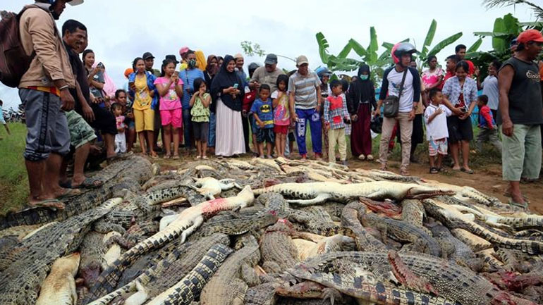 Σκότωσαν 300 κροκόδειλους για εκδίκηση στην Ινδονησία