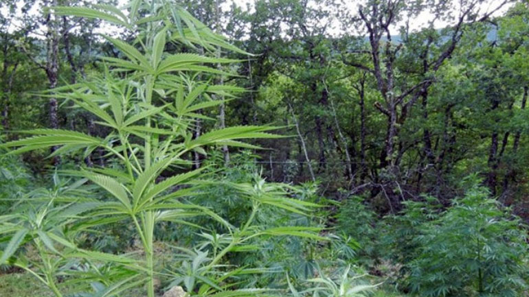 Ρόδος: Συνελήφθη 46χρονος για καλλιέργεια δενδρυλλίων κάνναβης