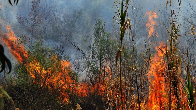 Υπό μερικό έλεγχο η πυρκαγιά στην περιοχή Κορυφή της Ηλείας