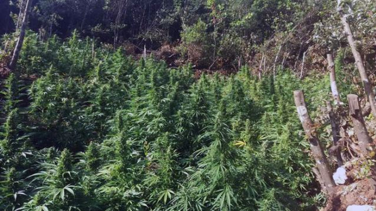 Φθιώτιδα: Εξαρθρώθηκε σπείρα που καλλιεργούσε και διακινούσε μεγάλες ποσότητες χασίς