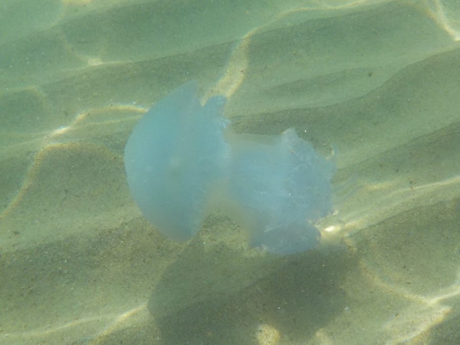 18/7/2018 Ζαχάρω Ηλείας (φωτογραφία από Παρατηρητήριο)