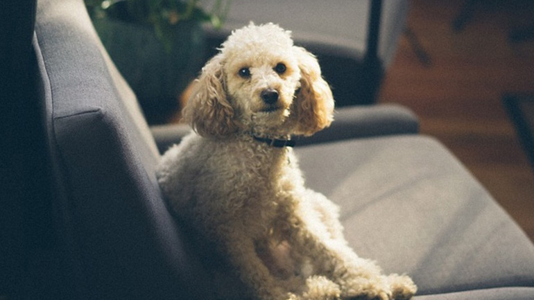 Νέα μελέτη: Έχετε σκύλο; Δεν κινδυνεύετε από καρδιακές παθήσεις