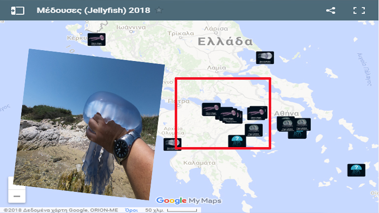 Πληθαίνουν οι εμφανίσεις μεδουσών στον Κορινθιακό και σε άλλες περιοχές – Δείτε αναλυτικά