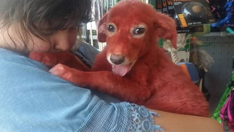 Υιοθετήθηκε και ονομάζεται «Scarlet» το κουτάβι που είχαν βάψει με κόκκινη βαφή μαλλιών