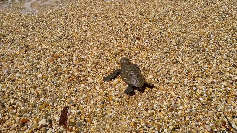 Πρέβεζα: Ξεκίνησαν το μακρύ ταξίδι τους για τις θάλασσες τα χελωνάκια καρέτα – καρέτα