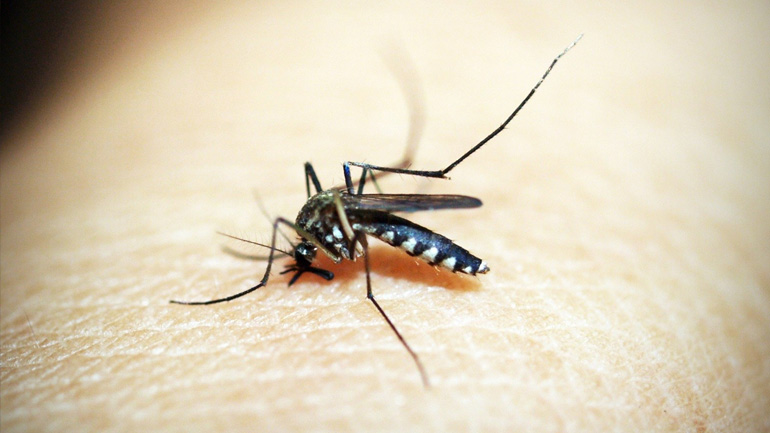 Ενισχύονται δράσεις ενημέρωσης και ευαισθητοποίησης για τον ιό του Δυτικού Νείλου