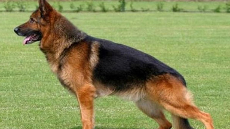 Οι «Δέκα Εντολές του σκύλου» προς το αφεντικό του!