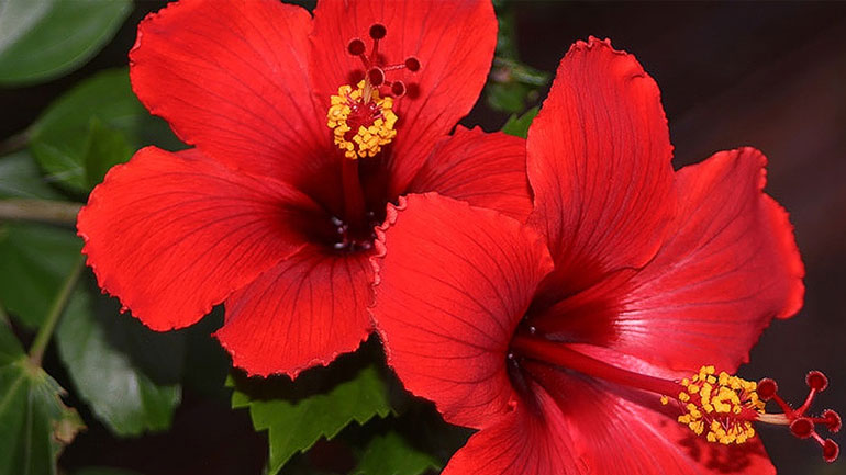 Ιβίσκος: Το λουλούδι που θα κρατήσει το αίμα σου χαμηλά