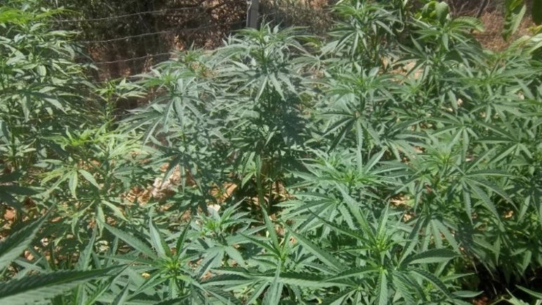 Ηράκλειο: Δύο ακόμη φυτείες κάνναβης εντόπισε το ελικόπτερο της ΕΛΑΣ