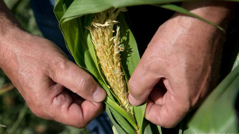 Γερμανία: Πόσο επηρεάζει η ξηρασία τους καταναλωτές;
