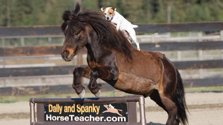 Σκύλος καβάλα στο άλογο!