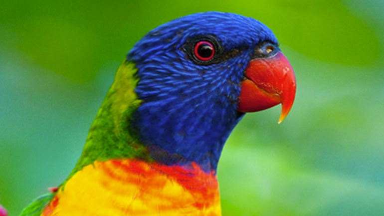 Αυτά είναι τα οικονομικότερα κατοικίδια