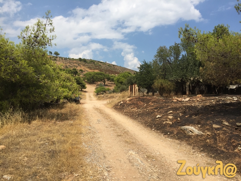 Αυτό είναι το σημείο όπου ξεκίνησε η πυρκαγιά, στα όρια του Νταού Πεντέλης. Αριστερά, το δάσος δεν επηρεάστηκε καθόλου, καθώς η κατεύθυνση του ανέμου ήταν προς τα ανατολικά