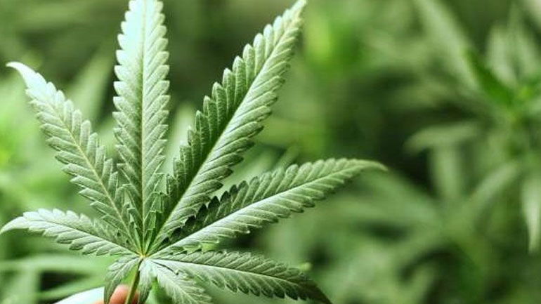 Βρετανία: Η χορήγηση θεραπευτικής κάνναβης θα επιτρέπεται από το φθινόπωρο με ιατρική συνταγή