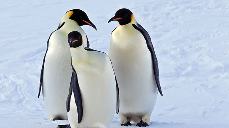 Επιστήμονες: «Δραματική μείωση» στον πληθυσμό των βασιλικών πιγκουίνων