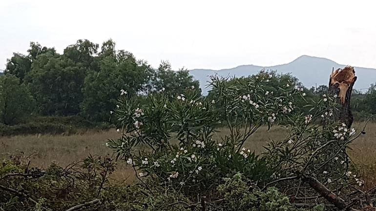 Πρέβεζα: Φωτιά από κεραυνό, πτώσεις δένδρων και κυκλοφοριακά προβλήματα