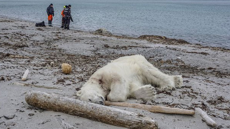 Πολική αρκούδα σκοτώθηκε αφού επιτέθηκε σε φύλακα κρουαζιέρας