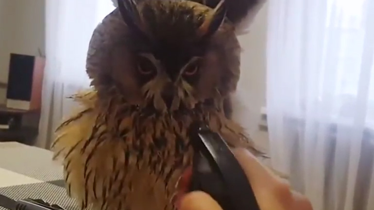 Η κουκουβάγια θέλει να δροσιστεί