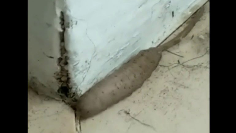 Διασταύρωση αρουραίου με… σκουλήκι;