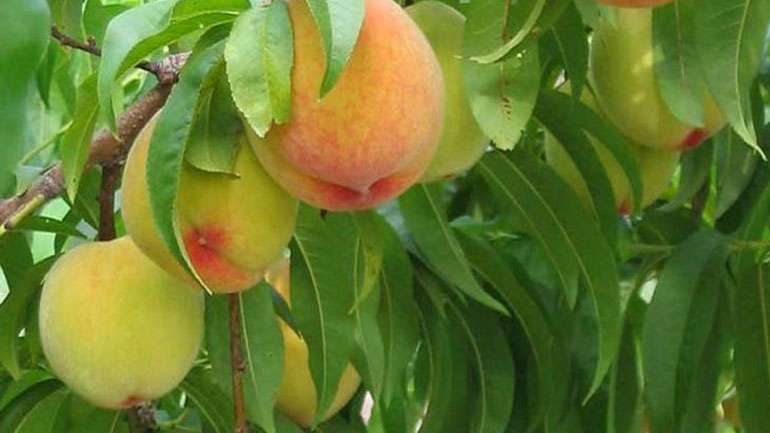 ΕΚΕ: Παράνομη διακίνηση φρούτων – Αίτημα για εντατικοποίηση των ελέγχων