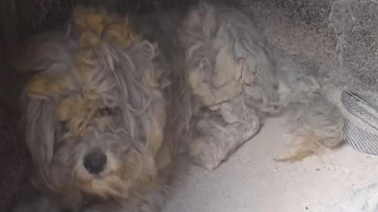 Βρήκαν ζωντανό σκύλο σε φούρνο καμένου σπιτιού στο Μάτι