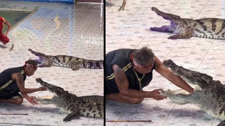Κροκόδειλος δαγκώνει το χέρι εκπαιδευτή