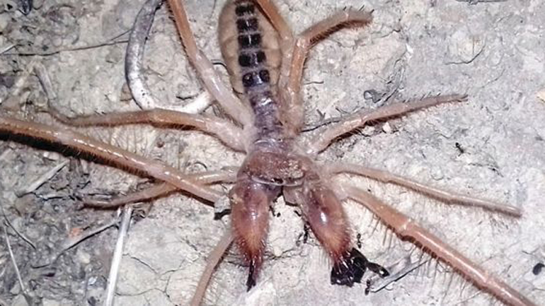 Σπάνια αράχνη-σκορπιός τρομοκρατεί τα Τρίκαλα