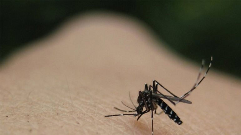 Θεσσαλονίκη: Δύο νέα κρούσματα του ιού του Δυτικού Νείλου στην Κεντρική Μακεδονία