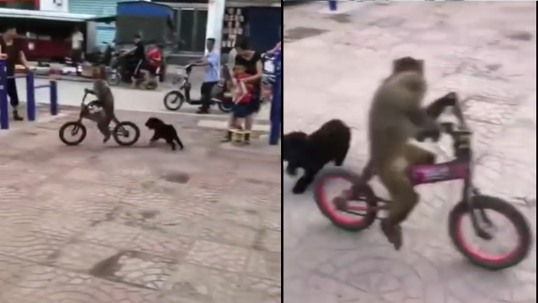 Σκύλος κυνηγά μια μαϊμού πάνω σε ποδήλατο